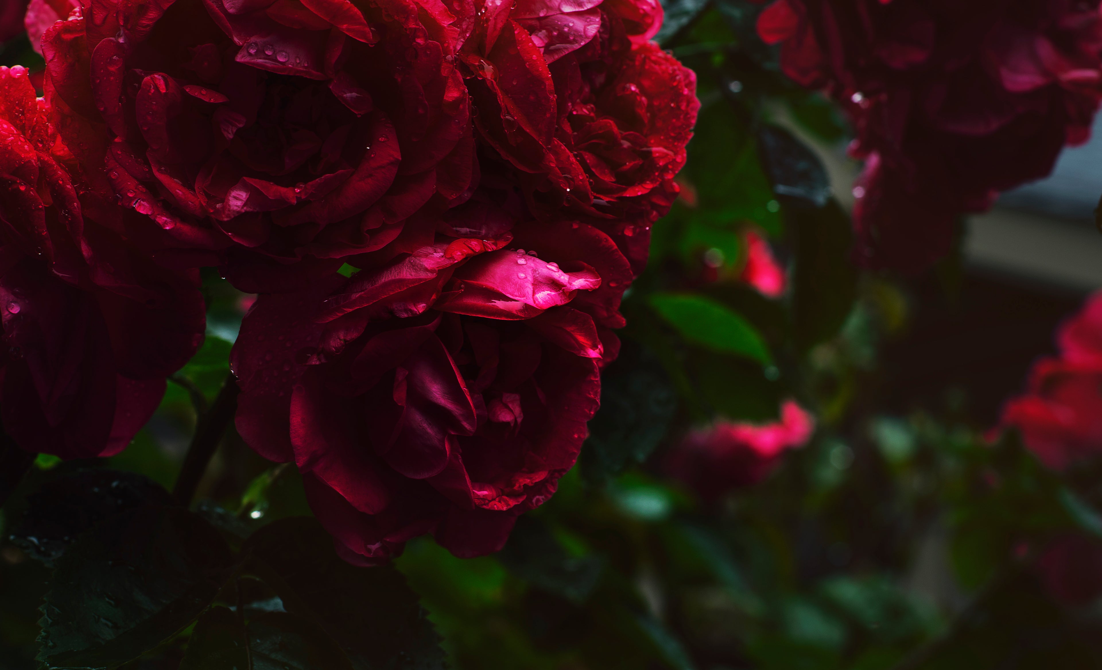 castle and bloom red roses outside